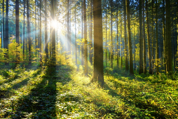 The translation of "Sonne Wald" from German to Swedish is "Sol Skog.