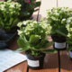 Blühende Kalanchoe-Pflanzen in Töpfen auf einem Tisch, umgeben von weiteren Pflanzen. Anweisungen für die Pflege liegen daneben.