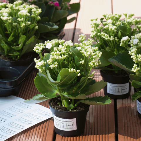 Blühende Kalanchoe-Pflanzen in Töpfen auf einem Tisch, umgeben von weiteren Pflanzen. Anweisungen für die Pflege liegen daneben.